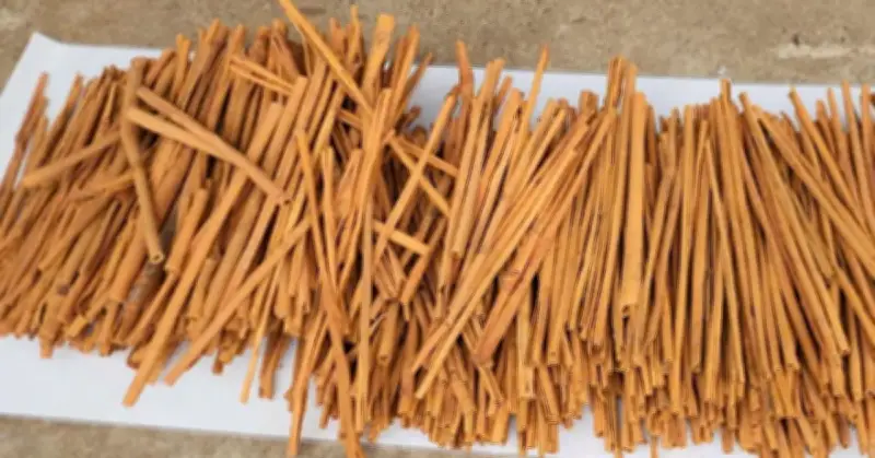 Chuyên gia tư vấn: Dùng trà quế đúng cách để giảm mỡ máu và bảo vệ tim mạch