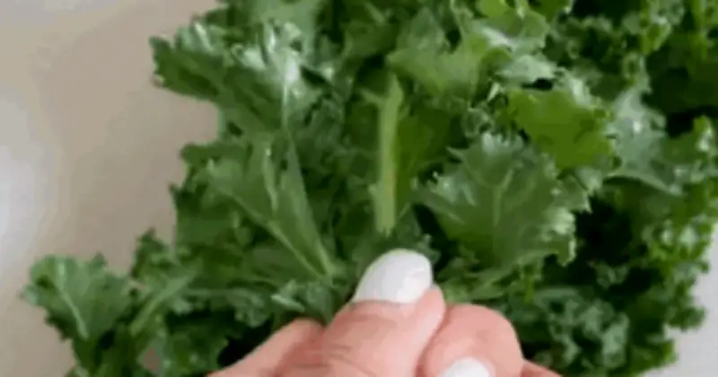 Cải Kale: 'Vua Rau Xanh' Với Lợi Ích Vàng Cho Làn Da Và Sức Khỏe