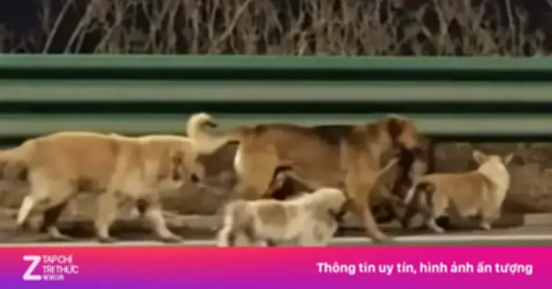 Clip '7 chú chó trốn lò mổ' gây bão mạng: Sự thật bất ngờ sau câu chuyện cảm động