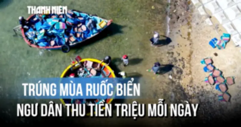 Cận cảnh ngư dân Quảng Ngãi bắt ruốc trên biển, thu tiền triệu mỗi ngày