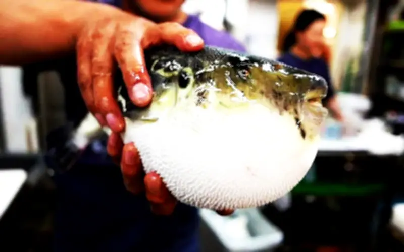 Cần Thơ: Liên tiếp 3 ca ngộ độc cá nóc trong 2 ngày, bác sĩ cảnh báo nguy hiểm