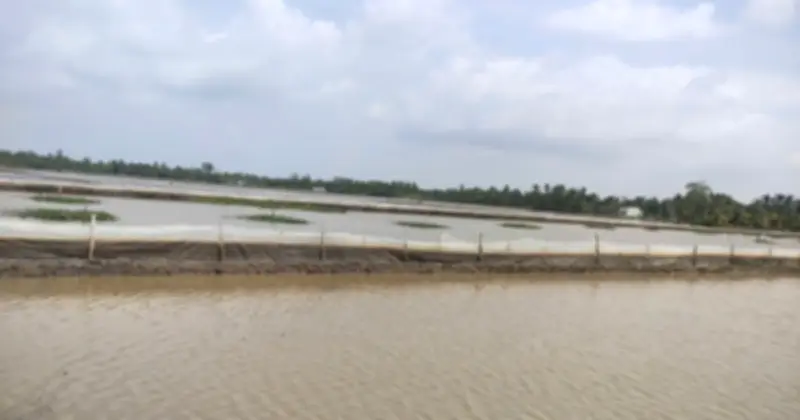 Cần Thơ: Phát hiện hai hộ dân nuôi ốc bươu vàng trái phép với diện tích lớn