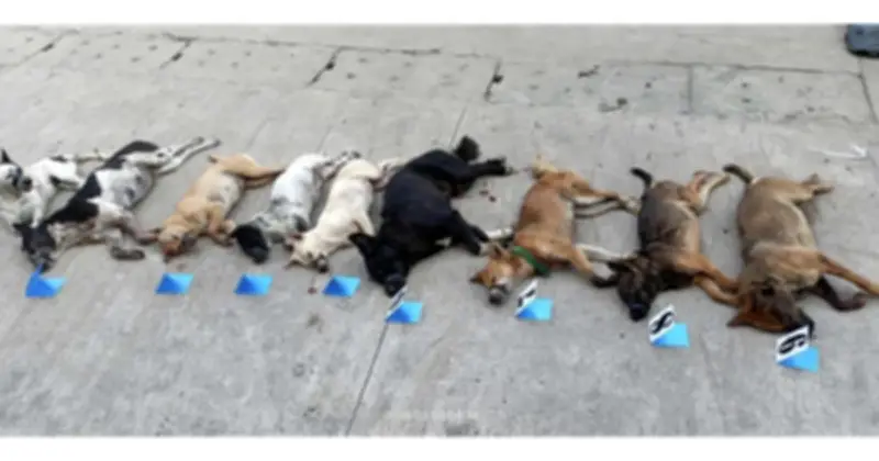 Cần Thơ: Truy đuổi kẻ trộm chó, thu giữ 9 con và xe máy tang vật