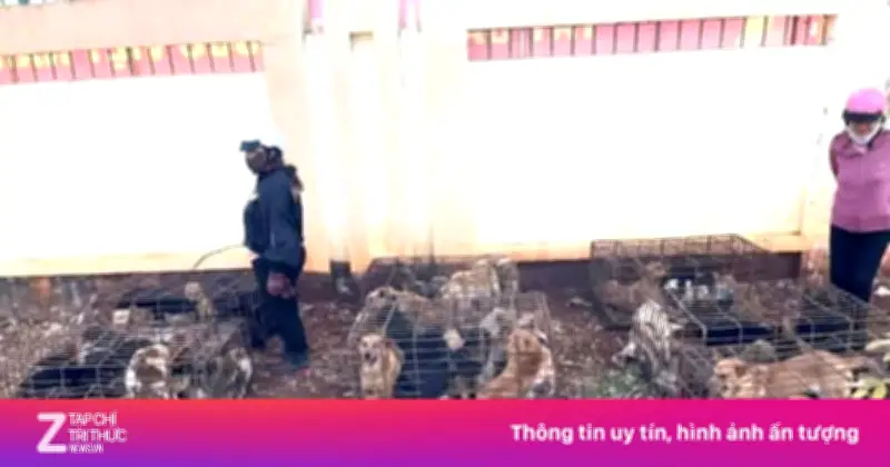 Công An Đắk Lắk Phát Hiện 'Trại' Chó Gần 70 Con Nghi Bị Trộm Tại Xã Quảng Phú
