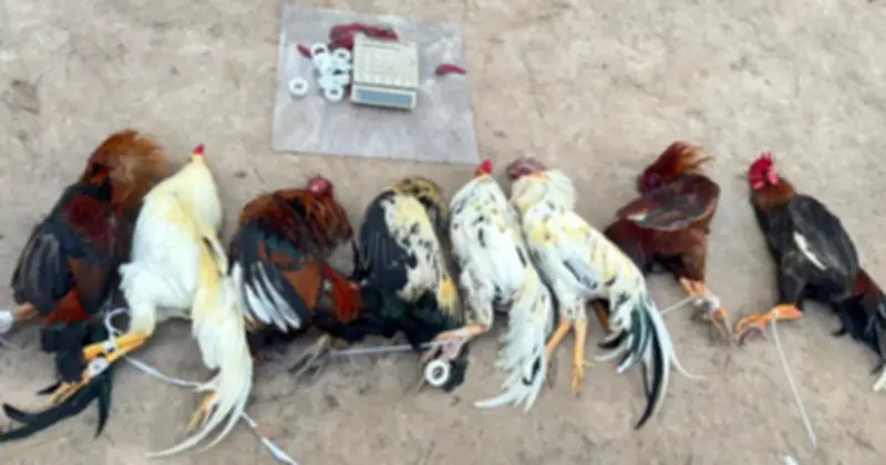 Công an TP.HCM triệt phá trường gà lớn, bắt giữ hơn 40 người liên quan