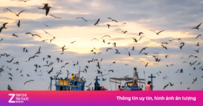 Cảng cá Nhơn Lý ở Gia Lai sắp trở thành điểm du lịch hấp dẫn với cá voi săn mồi