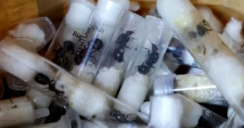 Công dân Trung Quốc bị bắt tại Kenya vì nghi buôn lậu hơn 2.200 con kiến