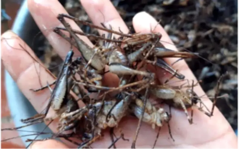 Cùng Đống: Từ Côn Trùng Hoang Dã Đến Đặc Sản Độc Lạ Vùng Cao