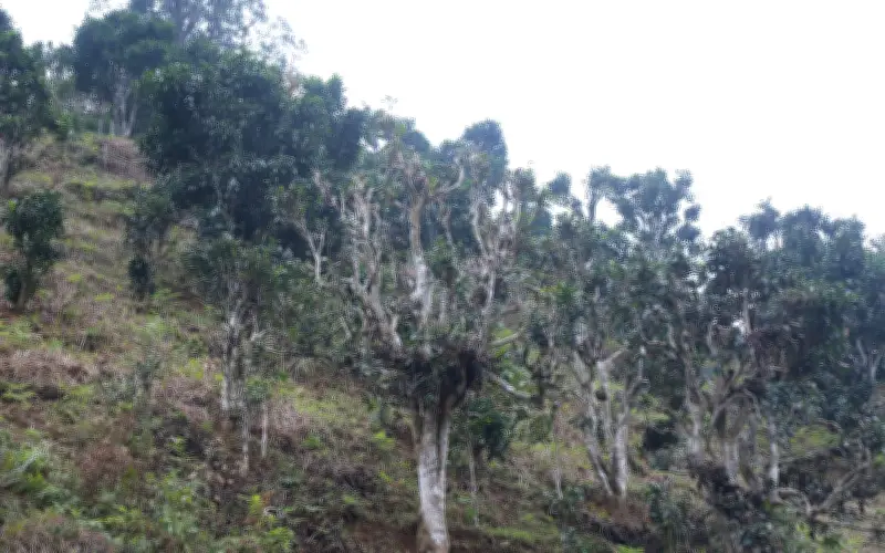 Công nhân làng nghề chè Shan Tuyết Bảo: Báu vật xanh giữa đại ngàn Thái Nguyên