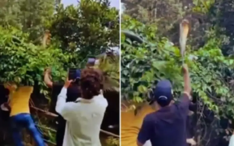 Căng thẳng ở Ấn Độ: Giải cứu rắn hổ mang chúa khổng lồ gây hoảng loạn trong làng