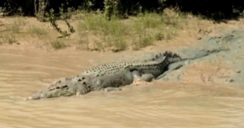 Cảnh Báo Cá Sấu Tràn Ngập Sau Lũ Lụt Lịch Sử Tại Lãnh Thổ Bắc Úc