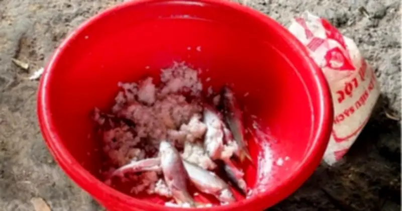 Cảnh báo ngộ độc Botulinum từ cá ủ chua: Chuyên gia dinh dưỡng chỉ rõ nguyên nhân và cách phòng tránh