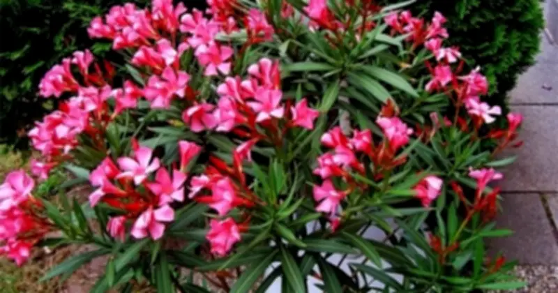 Cảnh báo: Những loài cây cảnh độc hại cần tránh trồng trong nhà