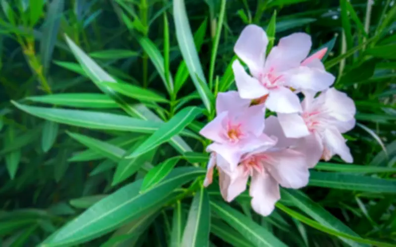 Cảnh báo: Những loại cây cảnh không nên đặt trong phòng làm việc