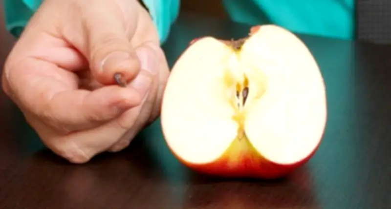 Cảnh báo: Những loại hạt trái cây chứa độc tố nguy hiểm cần tránh khi ăn