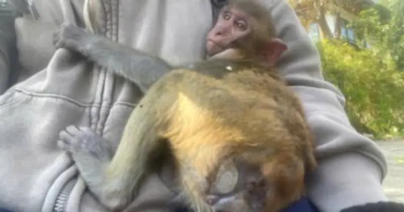 Cảnh báo từ vụ khỉ bị cắt đuôi, liệt chân ở Sơn Trà: Cho khỉ ăn tự phát gây hại nghiêm trọng