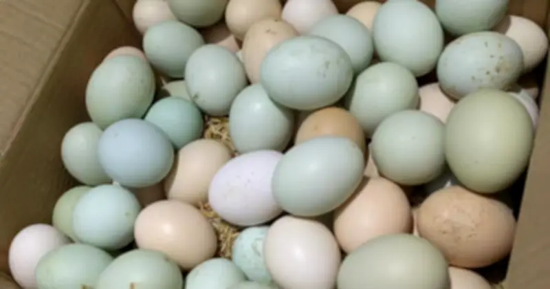 Cảnh Báo: Trứng Để Nhiệt Độ Phòng Quá 15 Ngày Có Thể Nhiễm Khuẩn Nguy Hiểm