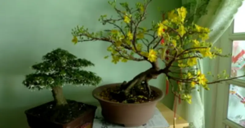 Cảnh báo: Trồng quá nhiều cây trong nhà có thể gây dị ứng và ảnh hưởng sức khỏe