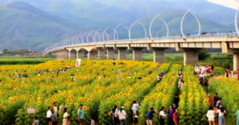 Cánh đồng hoa hướng dương rực rỡ dưới chân cầu An Bình thu hút du khách