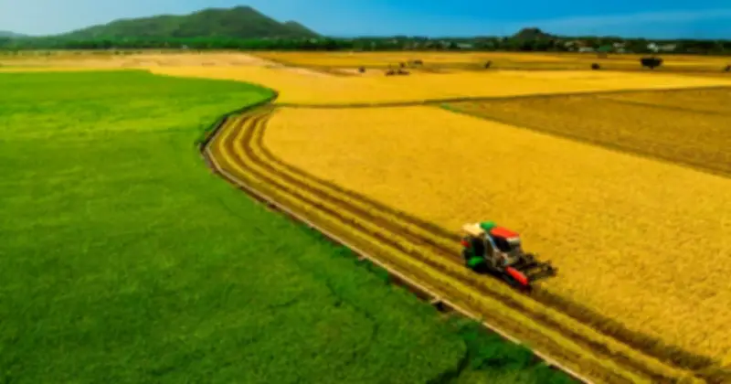 Cánh Đồng Lúa Hai Màu An Nhứt: Điểm Check-In Đồng Quê Tuyệt Đẹp Gần TP.HCM