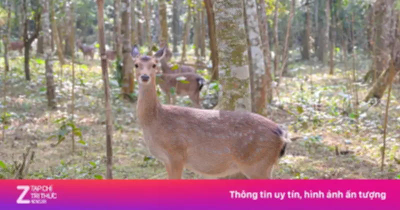 Cảnh tượng hiếm gặp: Hai con hươu nai đực đánh nhau tại Vườn Quốc gia Cúc Phương