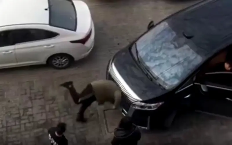 Cảnh tượng kinh hoàng: Người đàn ông đập đầu vào xe ô tô giữa đường phố Trung Quốc