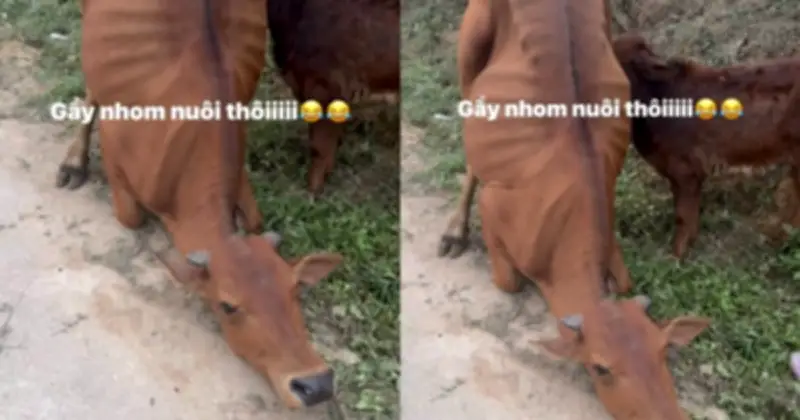 Con bò quỳ gối van xin khi bị dắt đi, câu chuyện cảm động và kết cục bất ngờ