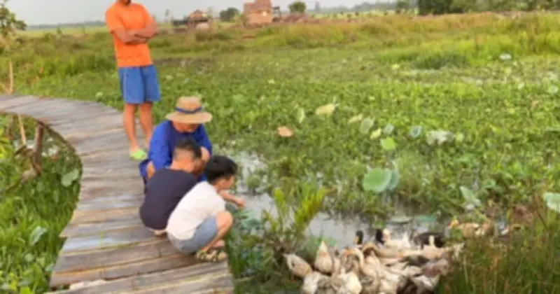 Con trâu trở thành 'đại sứ du lịch' tại nông trại nghỉ dưỡng thuận thiên ở Đồng Tháp