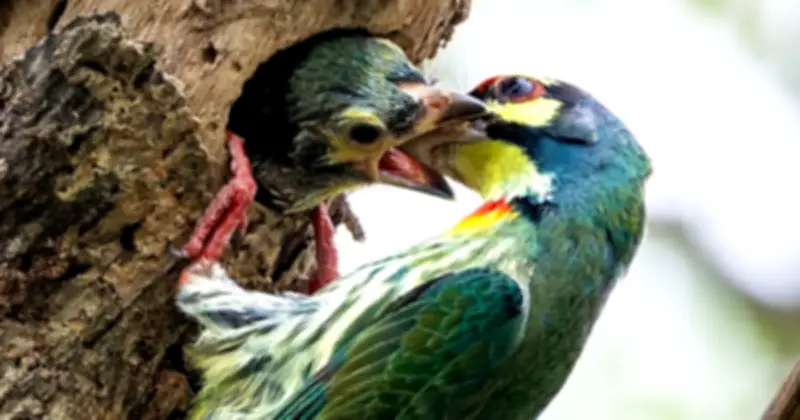 Cặp Chim Cu Rốc Tại Gò Vấp: Bản Năng Làm Cha Mẹ Mạnh Mẽ Và Cách Nuôi Con An Toàn