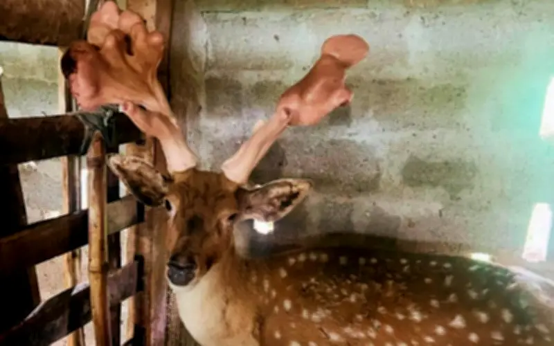 Cặp Nhung Hươu 'Khủng' 5,43kg Tạo Doanh Thu Hàng Tỷ Đồng Tại Hà Tĩnh