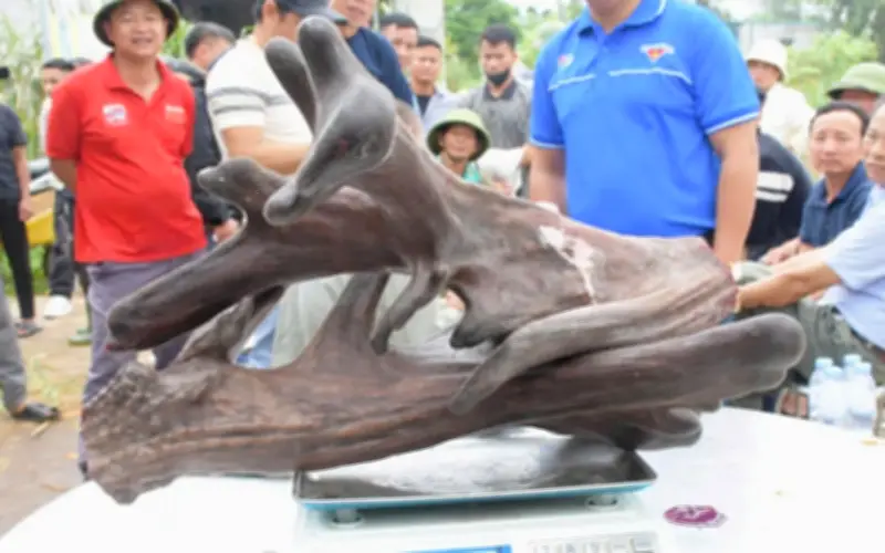 Cặp Nhung Nai 'Siêu Khủng' 13,4kg Gây Xôn Xao Tại Nghệ An, Thu Về 107 Triệu Đồng