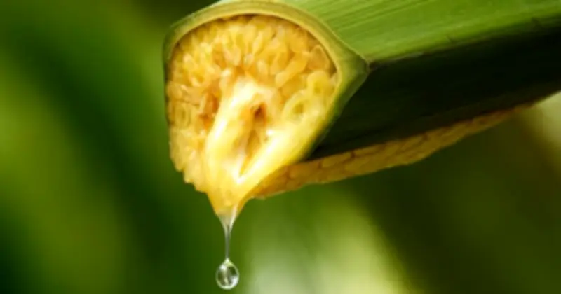 Cặp Thạc Sĩ Bỏ Phố Về Quê, Hồi Sinh Mật Hoa Dừa Với Doanh Thu 30 Tỷ Mỗi Năm