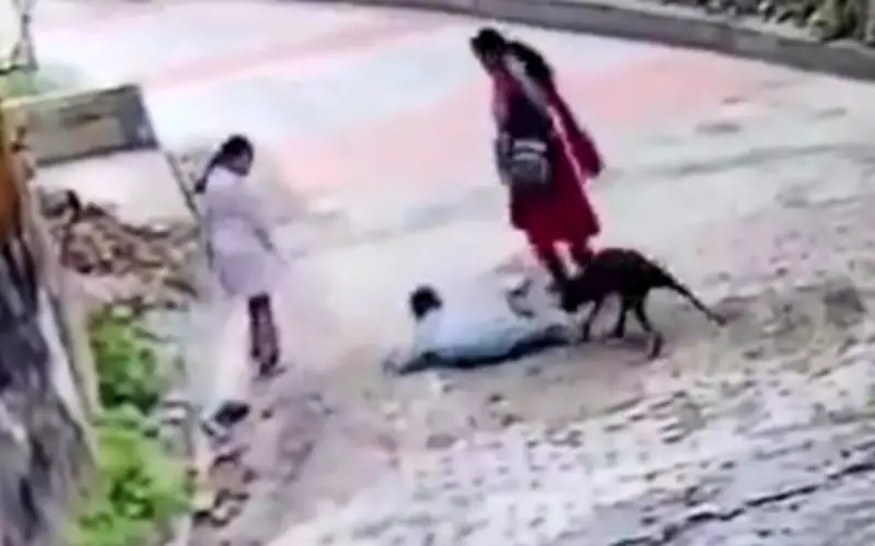 Cậu bé Ấn Độ bị chó hoang tấn công trên đường vắng, clip gây lo ngại trên mạng xã hội
