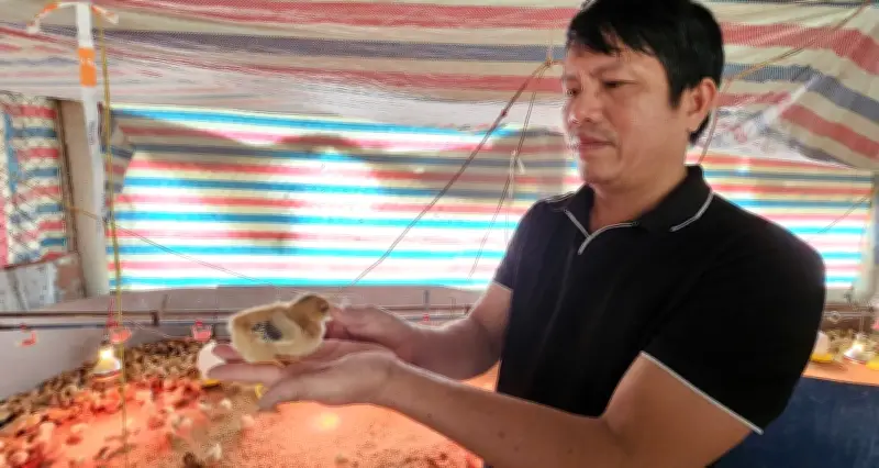 Cựu bác sĩ thú y khởi nghiệp thành công với mô hình chăn nuôi gà giống tại Quảng Trị