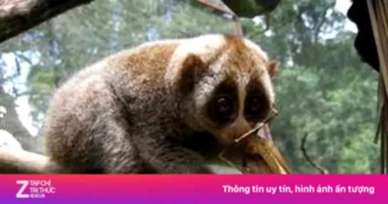 Cu Li Nhỏ Quý Hiếm Bất Ngờ Xuất Hiện Trong Trường Học Tại Huế