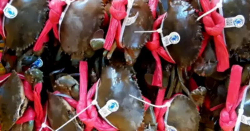 Cua Năm Căn Cà Mau Gắn Mã QR: Bước Đột Phá Truy Xuất Nguồn Gốc Trong Thị Trường Vàng Thau Lẫn Lộn