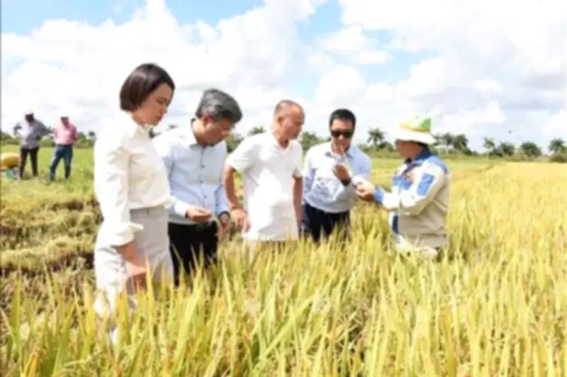 Cuba Đánh Giá Cao Hợp Tác Lúa Gạo Với Việt Nam Trong Bối Cảnh An Ninh Lương Thực