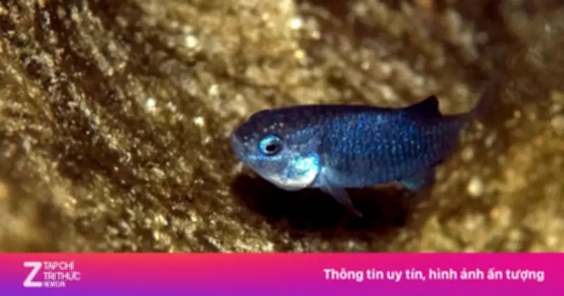 Cuộc Chiến Sinh Tồn Của Cá Hố Quỷ: Loài Quý Hiếm Nhất Hành Tinh Trong Hố Nước Sa Mạc