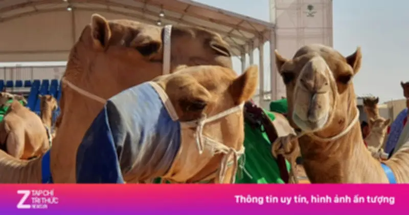 Cuộc thi 'hoa hậu lạc đà' ở Oman dính bê bối phẫu thuật thẩm mỹ