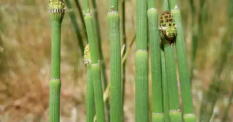 Cây cổ đại chưng cất nước kỳ lạ, dấu hiệu hóa học giống thiên thạch ngoài Trái Đất