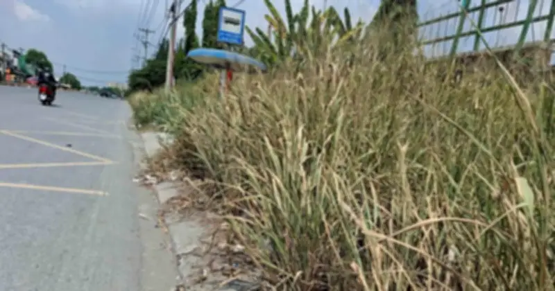 Cây cỏ mọc trùm vỉa hè, điểm dừng xe buýt gây nguy hiểm giao thông tại TP.HCM