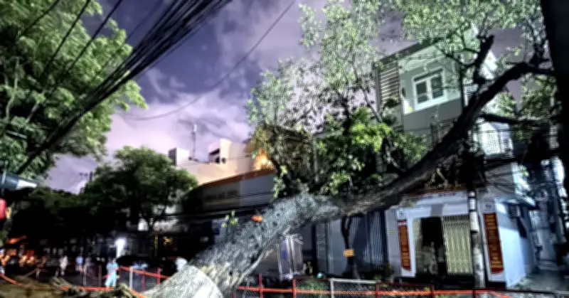 Cây cổ thụ bất ngờ đổ ngang đường Phan Châu Trinh, Đà Nẵng mất điện diện rộng