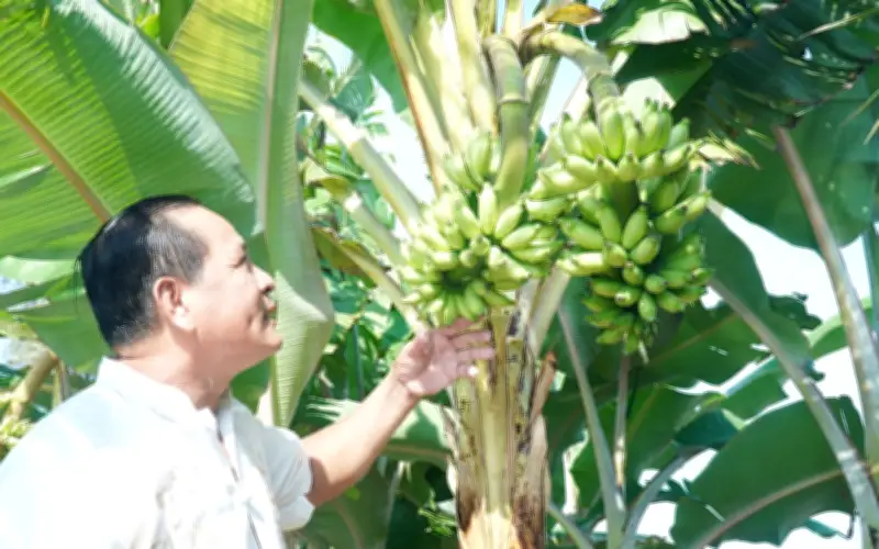 Cây chuối cau độc lạ trổ 2 buồng song song thu hút du khách ở Cà Mau