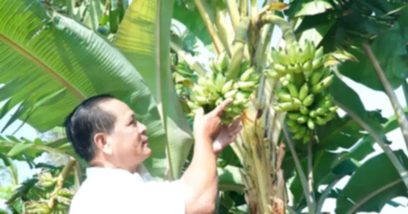 Cây chuối lạ trổ hai buồng cùng lúc ở Cà Mau, người dân hiếu kỳ đến xem