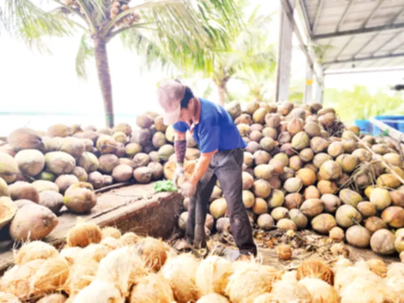 Cây Dừa Việt Nam: 'Kho Báu Xanh' Đa Giá Trị Từ Đồng Bằng Sông Cửu Long