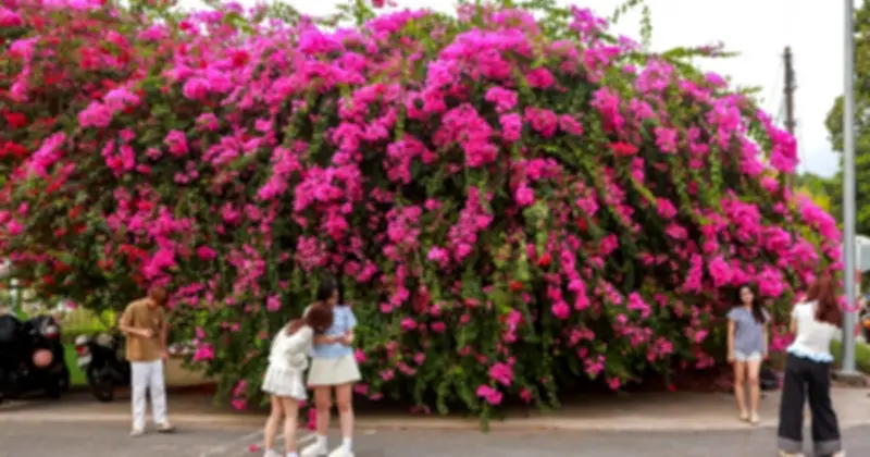 Cây hoa giấy khổng lồ nhuộm hồng góc trời TP.HCM, thu hút giới trẻ check-in