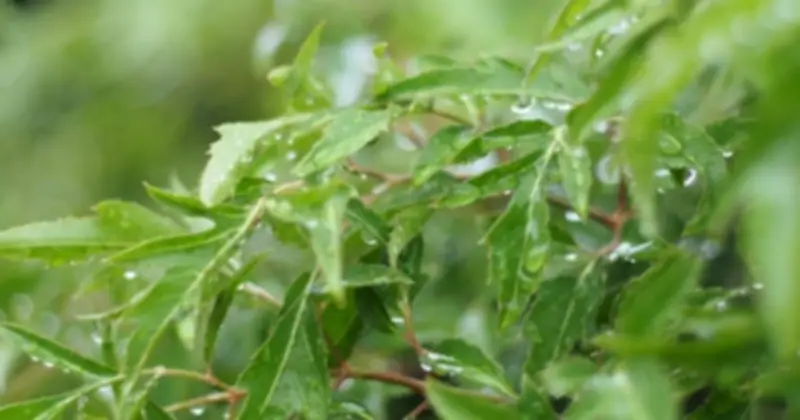 Cây Đinh Lăng: Dược Liệu Quý Trong Đời Sống Và Y Học Cổ Truyền Việt Nam