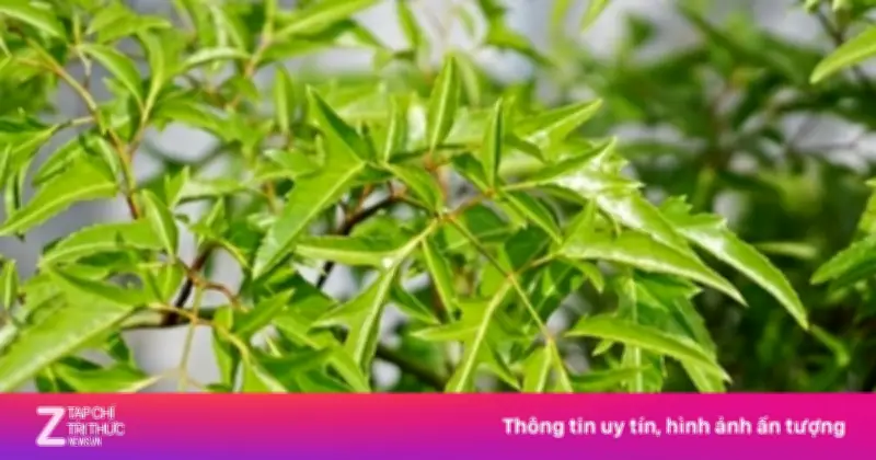 Cây Đinh Lăng: Vị Thuốc Quý Người Việt Thường Chỉ Trồng Làm Cảnh
