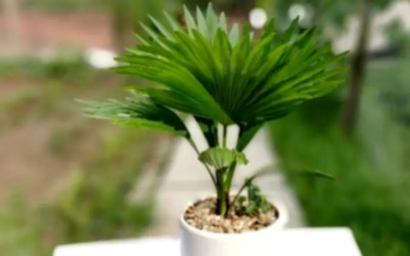 Cây Kim Ngân: Biểu tượng phong thủy thu hút tài lộc, xua đuổi vận xui