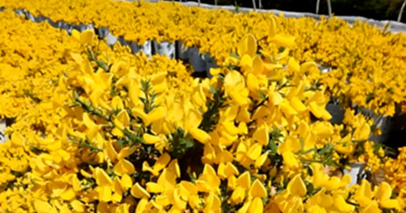 Cây Kim Tước: Loài hoa vàng rực rỡ biểu tượng cho phú quý, tài lộc và may mắn